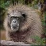 BigBaboon