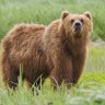 Man Eating Bear