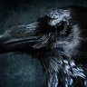 Black Raven