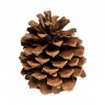 pinecone00