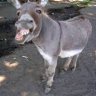 TheLaughingDonkey