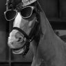 Mister Ed