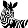 _Zebra_