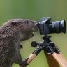 Beavershot