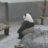 Depressed_Panda