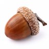 unreasonable_acorn