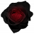 BrokenRose